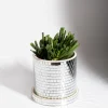 Cache-pot disco