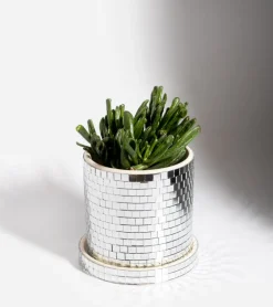 Cache-pot disco