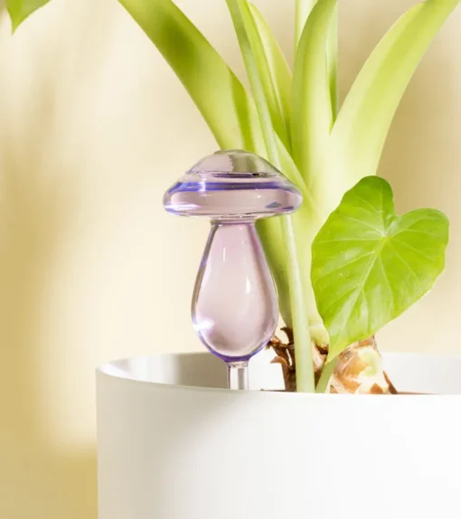 Irrigateur champignon en verre