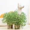 Lama à faire pousser
