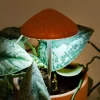 Lumière de culture en forme de champignon