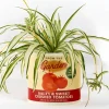 Pot à plantes sauce tomate