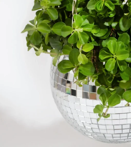 Pot de plantes disco boule à facettes