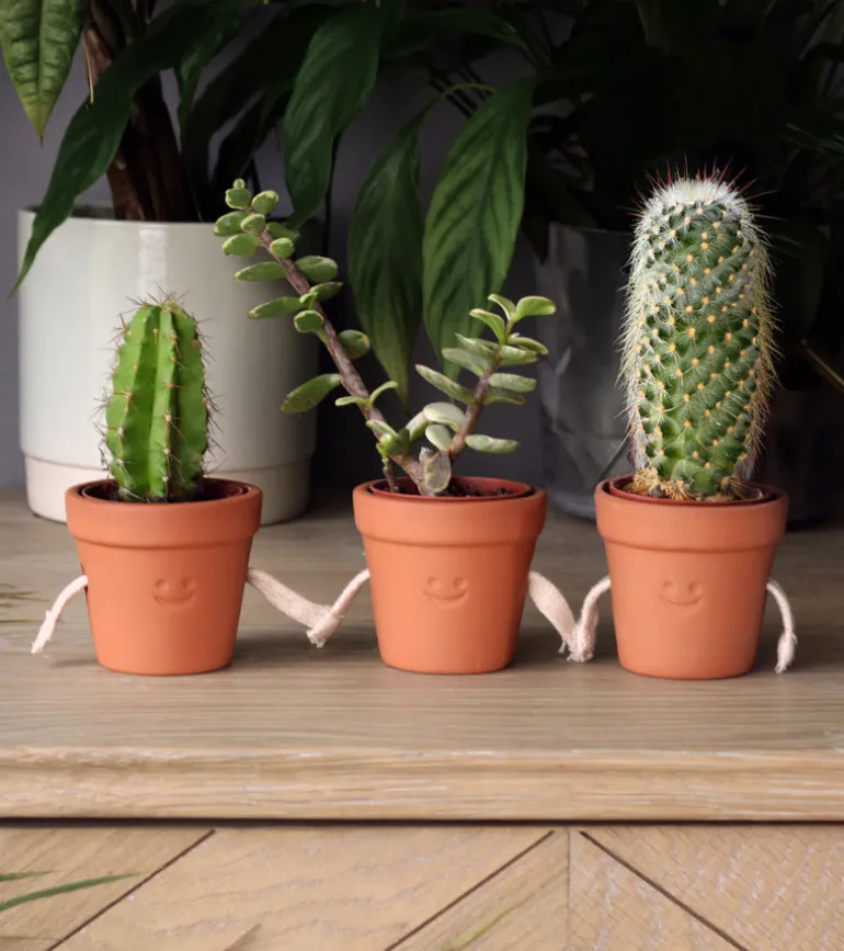 Pots à succulentes qui se tiennent la main