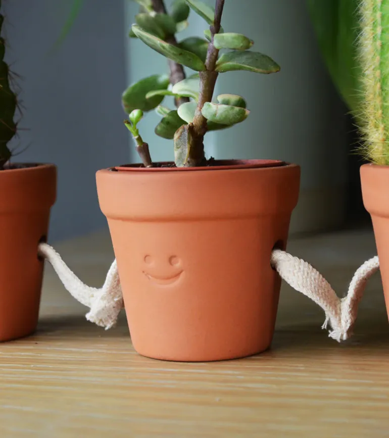 Pots à succulentes qui se tiennent la main