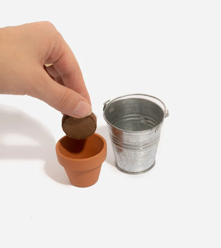 Trèfle à 4 feuilles à faire pousser