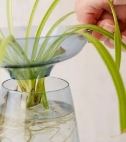 Vase à hydroculture